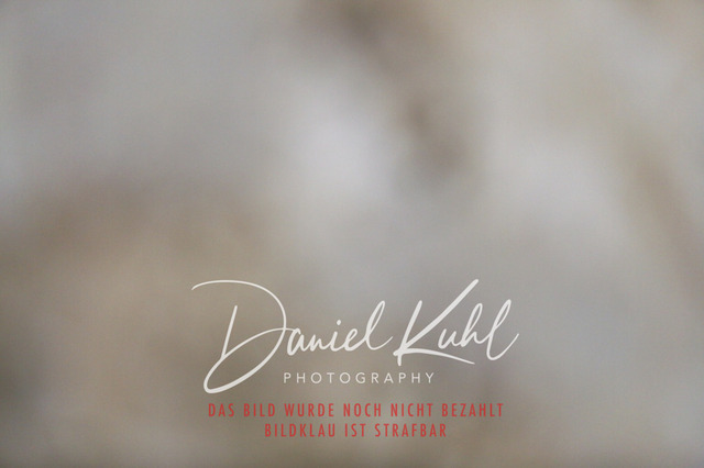 IMG_2099 | Turniersportfotografie; Pferdefotografie; Dressurfotografie