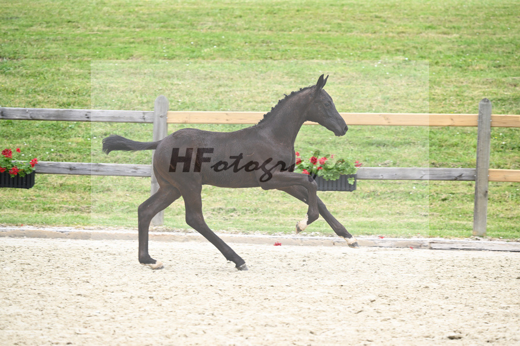 Kat-Nr. nn HF Zauberlehrling_Kopp_17231204 | hf-fotografie - Realizzato con Pictrs.com
