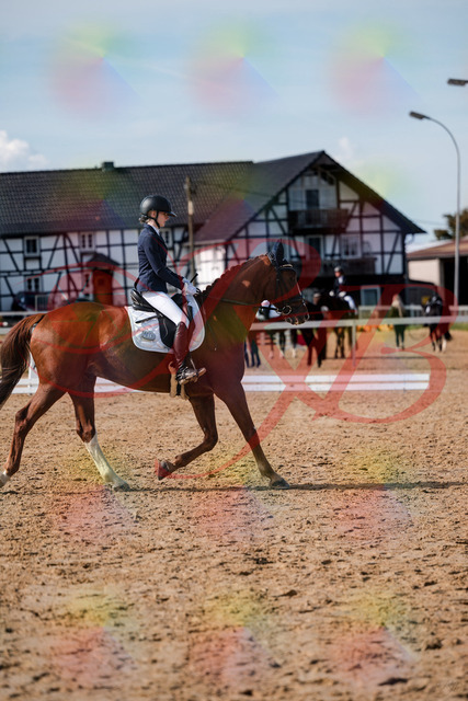 2026_10_03_Siefer-Hof_132844_Z63_89891252 | Professionelle Reitsport-, Turnier- und Eventfotografie von Robert Broda. Galerien mit ausgewählten und bearbeiteten Bildern direkt online ansehen und bestellen.