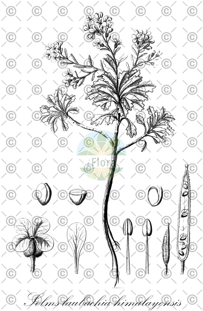 HistAbb_wfo-0000038831_1_ENZY_Simple | Historische Abbildung von Solms-laubachia himalayensis - Brassicaceae | Historical Illustration of Solms-laubachia himalayensis - Brassicaceae