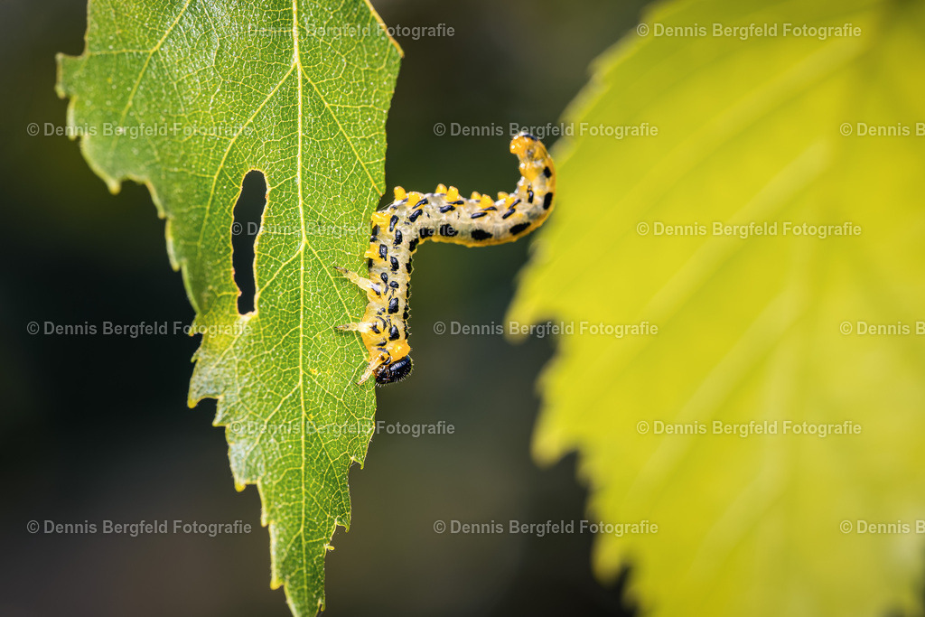 Raupe 2 | Entdecken Sie Natur, Makro und Tierfotografie von Dennis Bergfeld.Besondere Momente und Details der Natur, hochwertig als Foto und Wandbild erhältlich. - Realisiert mit Pictrs.com