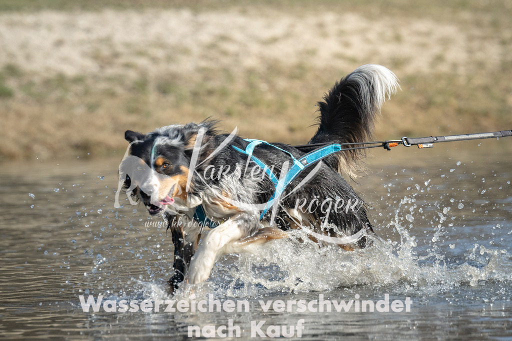 1338_ZZ97695 | kk-dogfotos
