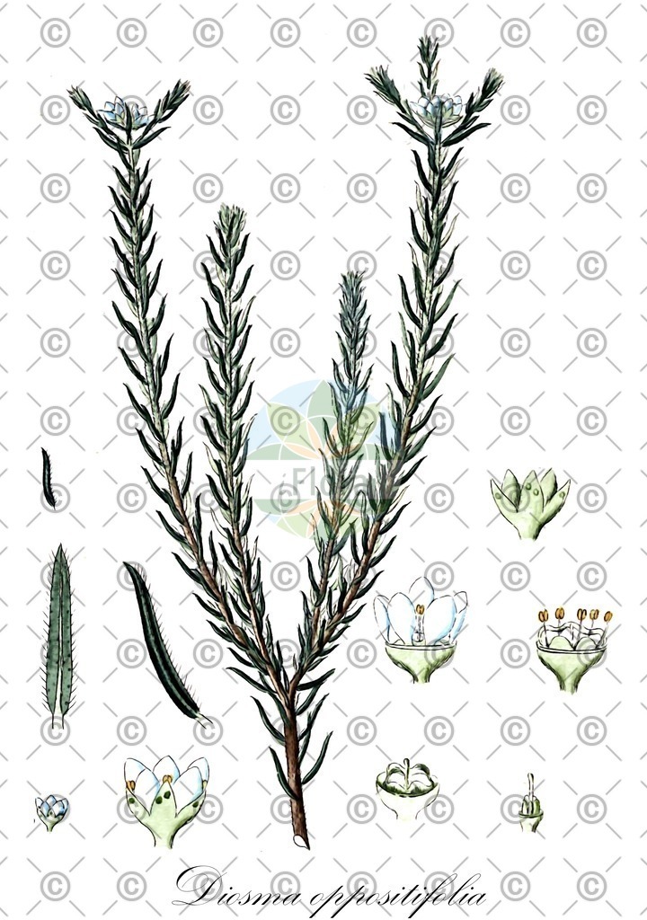 HistAbb_wfo-0000649953_1_SIMPLE | Historische Abbildung von Diosma oppositifolia - Rutaceae | Historical Illustration of Diosma oppositifolia - Rutaceae