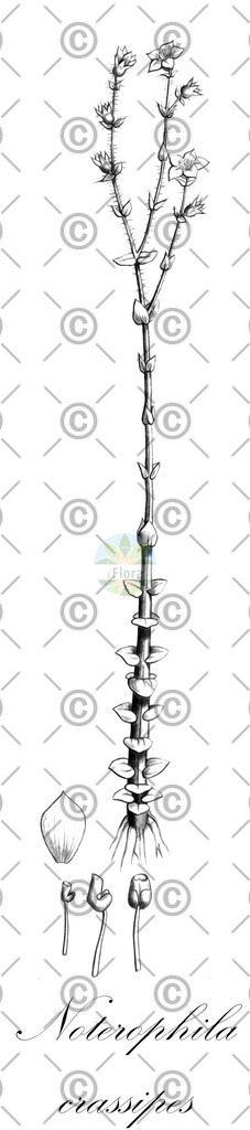 HistAbb_7PQG5_1_ENZY_Simple | Historische Abbildung von Noterophila crassipes - Melastomataceae | Historical Illustration of Noterophila crassipes - Melastomataceae