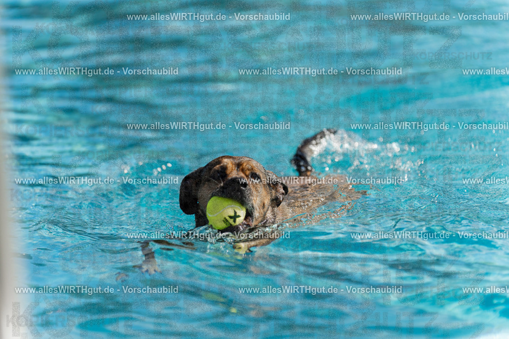 Hundeschwimmen_Volksbad_2026-allesWIRTHgut_Tierfotografie-2609061123-103350-7R509607 | Professionelle Tierfotografie in Mönchengladbach von Daniel Wirth (allesWIRTHgut). Liebevolle & natürliche Bilder von Hunden & Katzen für unvergessliche Erinnerungen.