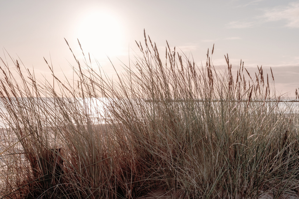 Wandbild: Strandhafer im Sonnenschein am Meer | Dieses maritime Wandbild im Querformat zeigt Strandhafer im Sonnenschein am Meer. Der Himmel ist komplett in ein pastellartiges rotorange getaucht welches auf Ihren Wänden für eine wohnliche Stimmung sorgt. Holen Sie sich diese schöne maritime Morgenstimmung auf Leinwand, Aluminium-Platte oder Acrylglas. Ideal fürs Wohnzimmer, Schlafzimmer, Küche, den Arbeitsplatz oder die Ferienwohnung.   - Realisiert mit Pictrs.com
