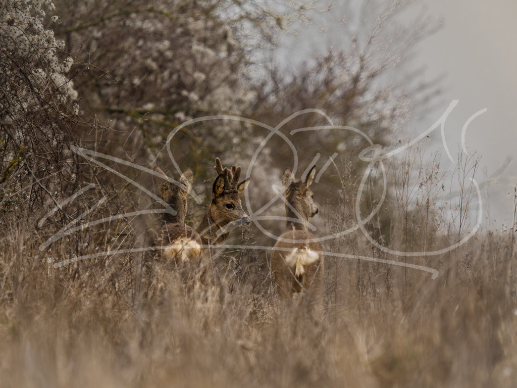 Rehe | Naturschönheiten aus Deutschland. Pflanzen und Tiere, Insekten und Naturschauspiele. Alle schönen Details, die uns umgeben, fotografiert von Michi Moc.  - Realisiert mit Pictrs.com