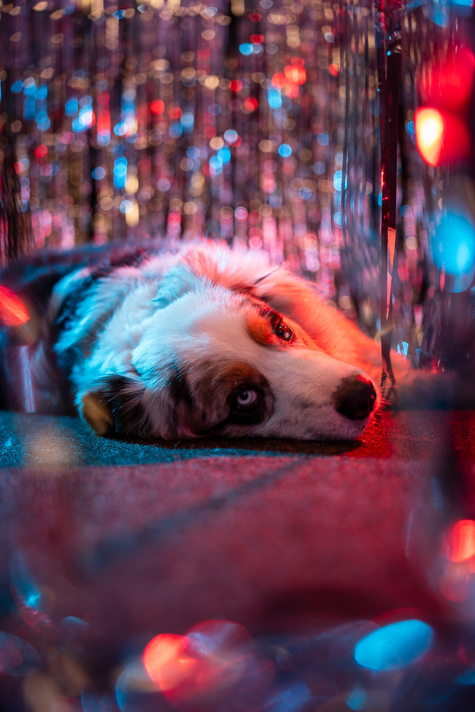 allesWIRTHgut Tierfotografie - 7IV01530 | Professionelle Tierfotografie in Mönchengladbach von Daniel Wirth (allesWIRTHgut). Liebevolle & natürliche Bilder von Hunden & Katzen für unvergessliche Erinnerungen.