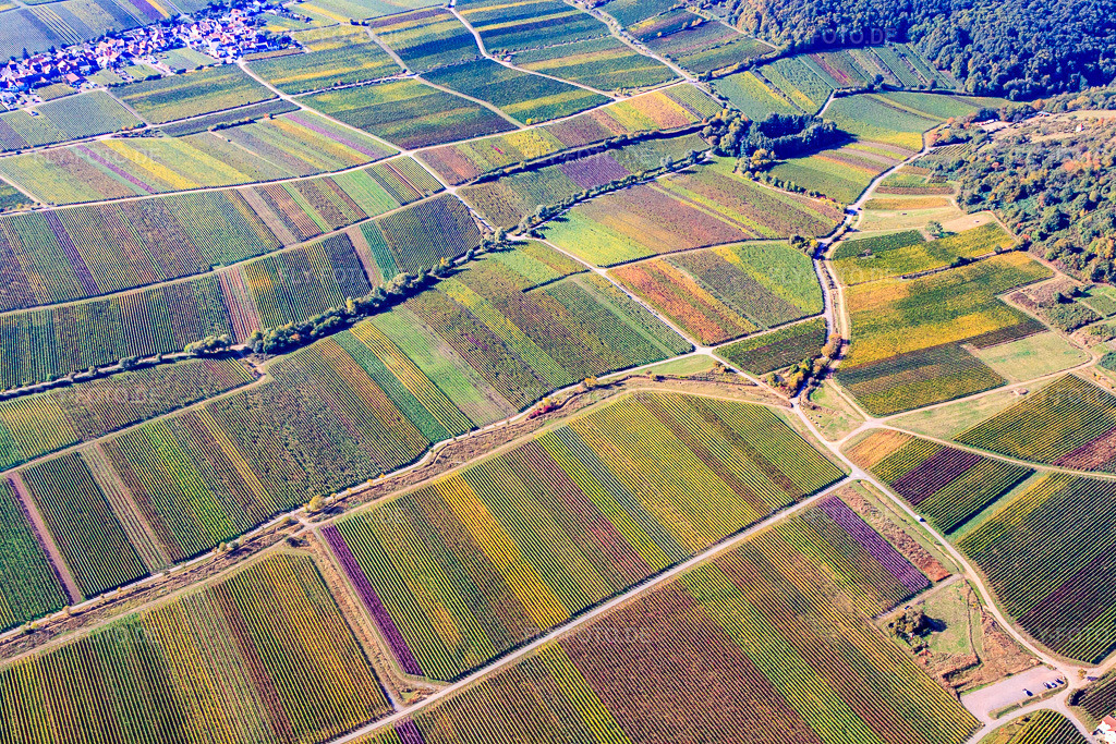 Luftbild: Wingert zwischen Diedesfeld und Maikammer im Ortsteil Diedesfeld in Neustadt im Bundesland Rheinland-Pfalz in Deutschland. Foto: IMG_22105.jpg vom 15.10.2009 durch Werner Riehm/FLY-FOTO.de