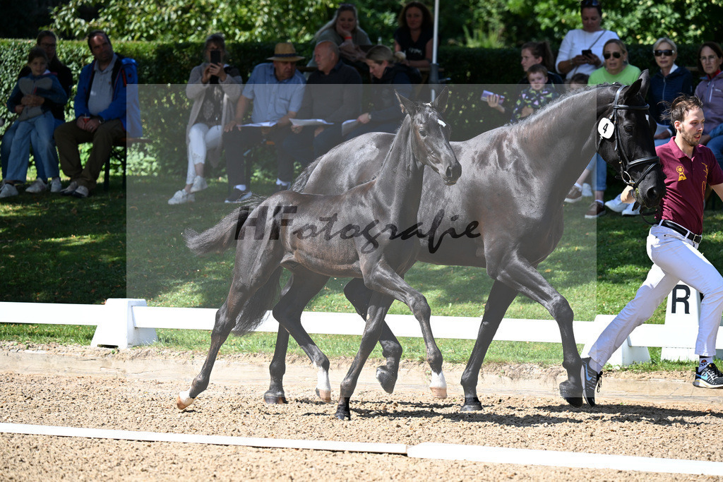 Kat-Nr. 4 Feliciano x Destano_HF_Paintner_29250182 | hf-fotografie - Realizzato con Pictrs.com