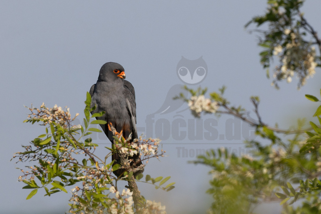R5M22829_20260519 | Ein männlicher Rotfußfalke (Falco vespertinus) sitzt auf einem Ast eines blühenden Baumes mit weißen Blüten und grünen Blättern. Der Falke hat ein dunkelgraues Gefieder, leuchtend orangefarbene Augenringe, Schnabelbasis und Füße. Er blickt nach rechts aus dem Bild. Der Hintergrund ist ein klarer, heller Himmel. Es ist keine spezifische Interaktion erkennbar, außer dass der Vogel auf dem Ast ruht. - Realisiert mit Pictrs.com