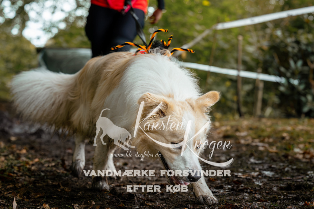 1431DZ6_2734Z6 | kk-dogfotos