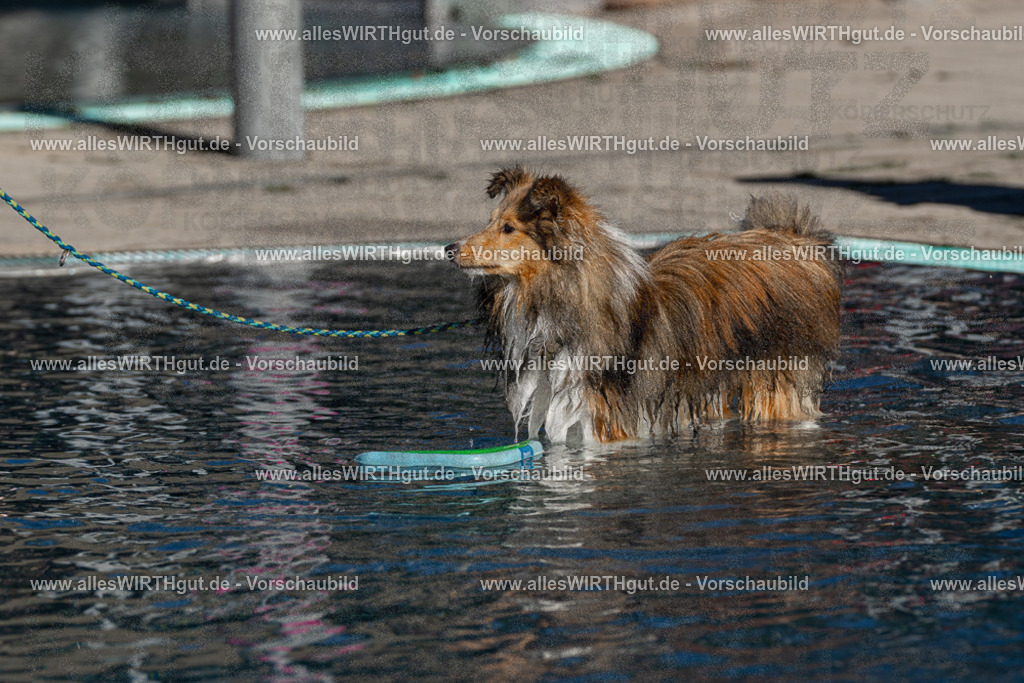 Hundeschwimmen_Volksbad_2026-allesWIRTHgut_Tierfotografie-2609061038-FAY05966 | Professionelle Tierfotografie in Mönchengladbach von Daniel Wirth (allesWIRTHgut). Liebevolle & natürliche Bilder von Hunden & Katzen für unvergessliche Erinnerungen.