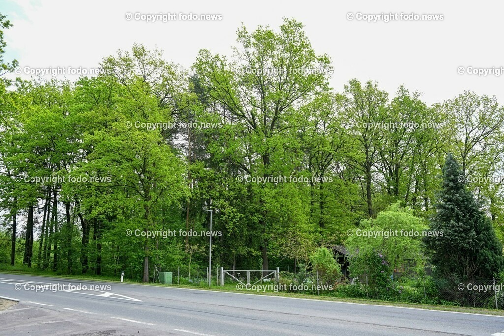 Gallneukirchen_ Wald_ Bauvorhaben_ 11.05.2023-1 | 11.05.2023, Gallneukirchen, AUT, Wald, Bauvorhaben, im Bild Wald, Bauvorhaben, Gallneukirchen