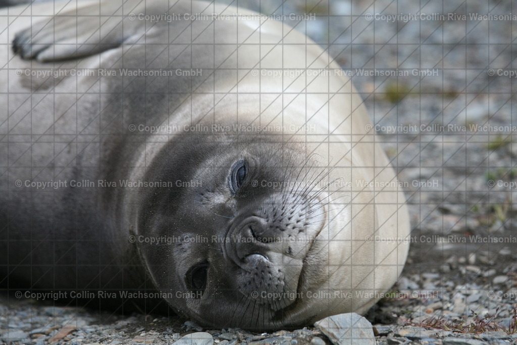 IMG_3405 | Antarktis / Antarctica - Realisiert mit Pictrs.com