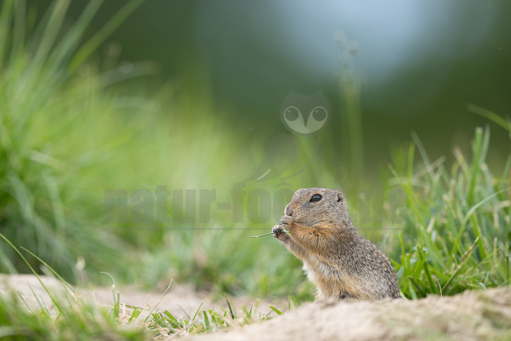 R6M39628_20260521 | Ein Ziesel (Spermophilus citellus) steht aufrecht auf seinen Hinterbeinen und hält einen grünen Grashalm in seinen Vorderpfoten, den es gerade frisst. Das Tier ist in einem natürlichen Lebensraum mit einem weichen, unscharfen grünen Hintergrund zu sehen. - Realisiert mit Pictrs.com