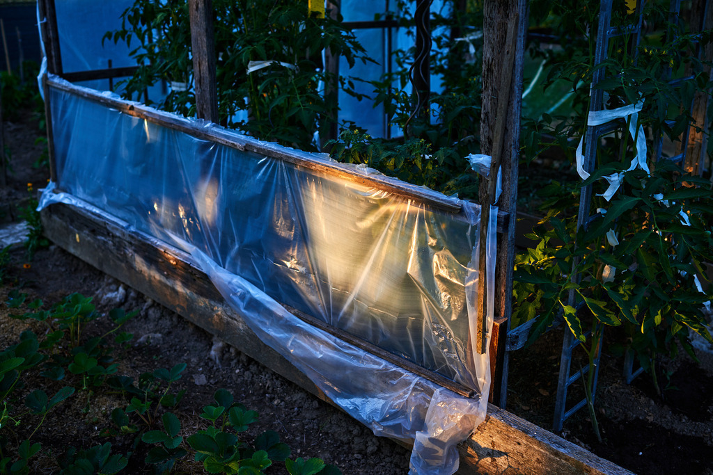 Tomatenhaus im Abendlicht | Austria - June 29, 2019: Tomatenhaus im Abendlicht. - Realisiert mit Pictrs.com