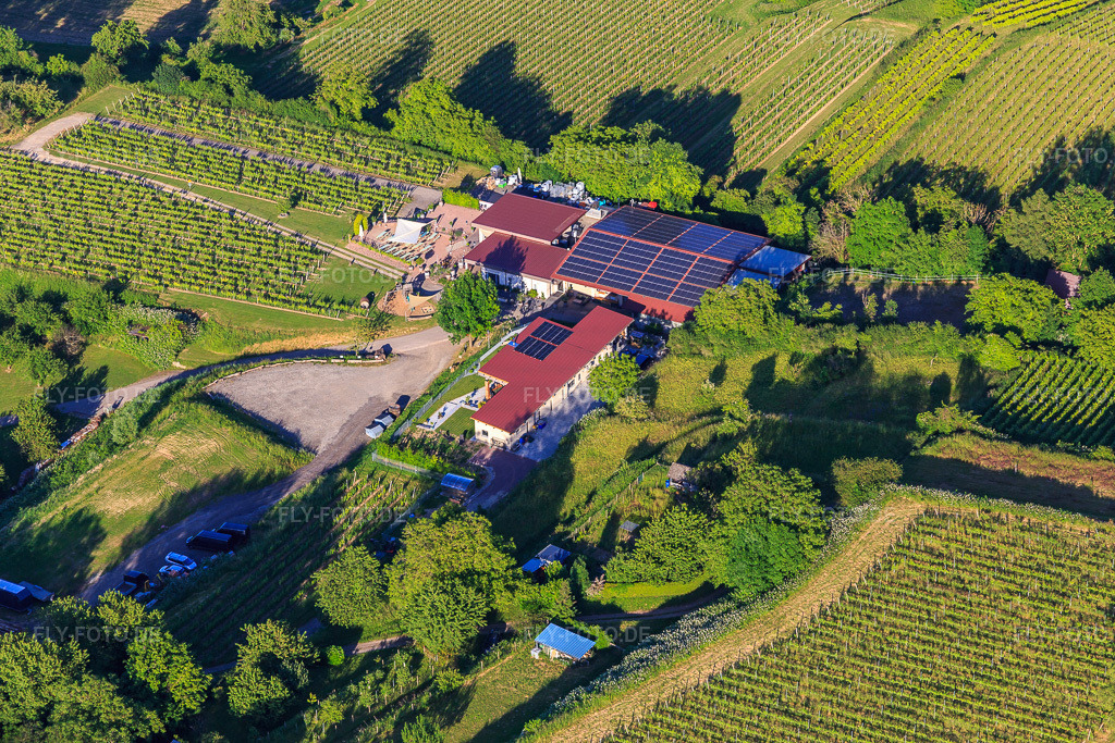Luftbild: Weingut A. Bieselin in Ettenheim im Bundesland Baden-Württemberg in Deutschland. – Foto: IMG_147749.jpg vom 30.05.2025 durch Werner Riehm/FLY-FOTO.de – Auflösung des Originals: 5472 x 3648 px – Weingut Bieselin
