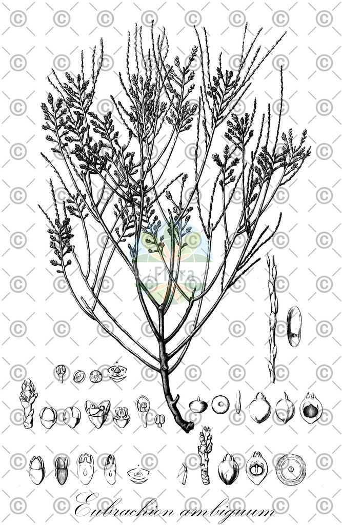 HistAbb_wfo-0000925517_1_ENZY_Simple | Historische Abbildung von Eubrachion ambiguum - Santalaceae | Historical Illustration of Eubrachion ambiguum - Santalaceae