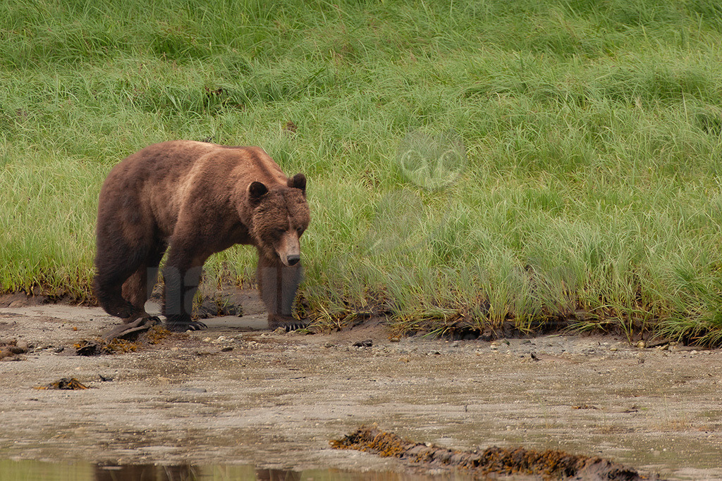 20050530192030 | Der Grizzlybär, seltener auch Graubär genannt, ist eine in Nordamerika lebende Unterart des Braunbären aus der Familie der Bären. - Realisiert mit Pictrs.com