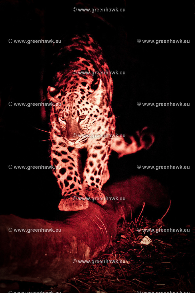 IMG_1587-Edit-Edit | Greenhawks Bilder Shop für Landschaften, Urban, Tiere und weiteres als Poster Leinwand oder Fotogeschenk für Ostern Weihnachten oder Geburtstag  - Realisiert mit Pictrs.com