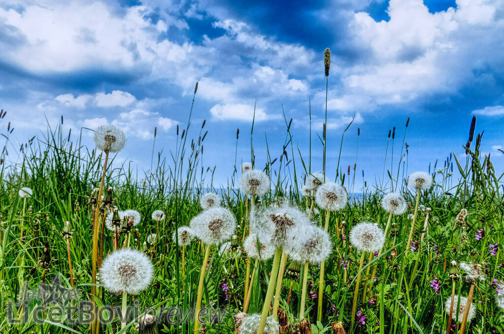 Brodtener Ufer | Steilküste bei Lübeck, im Hintergrund scheint die Ostsee durch das frische Gras und die reifen Löwenzahn-Pflanzen. - Realisiert mit Pictrs.com