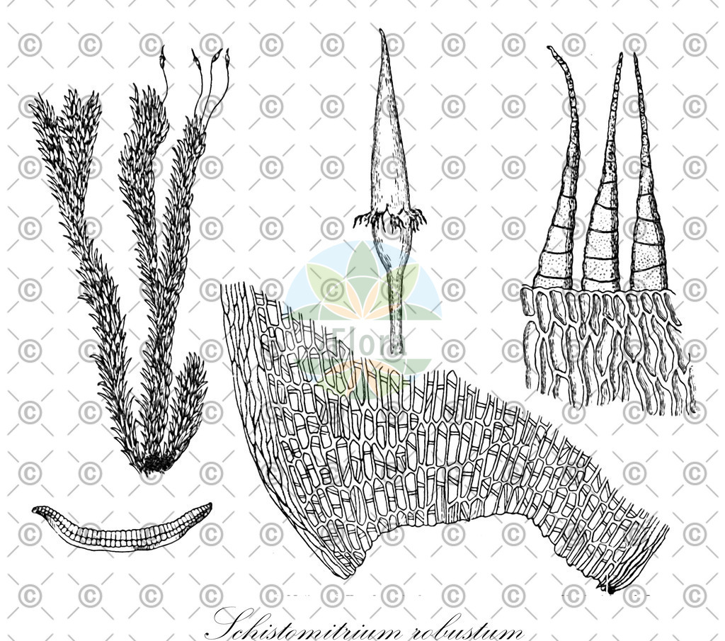 HistAbb_wfo-0000498716_1_ENZY_Simple | Historische Abbildung von Schistomitrium robustum - Leucobryaceae | Historical Illustration of Schistomitrium robustum - Leucobryaceae