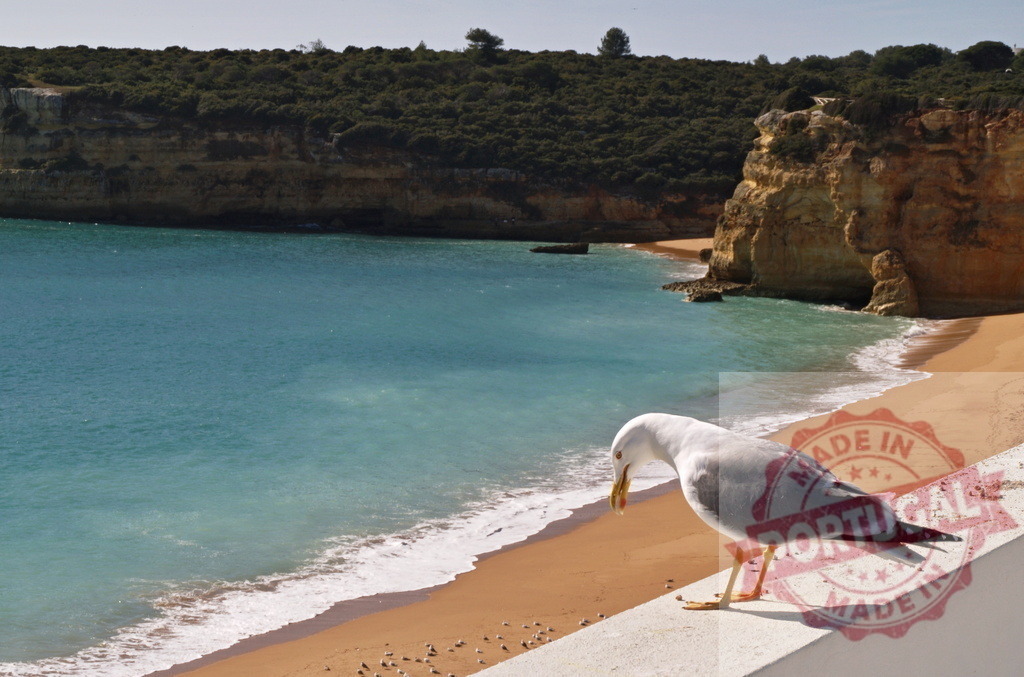 Seagull standing on wall overlooking Algarve beach | Seagull standing on a wall overlooking a golden sandy beach and turquoise ocean water in Portugal - Realized with Pictrs.com