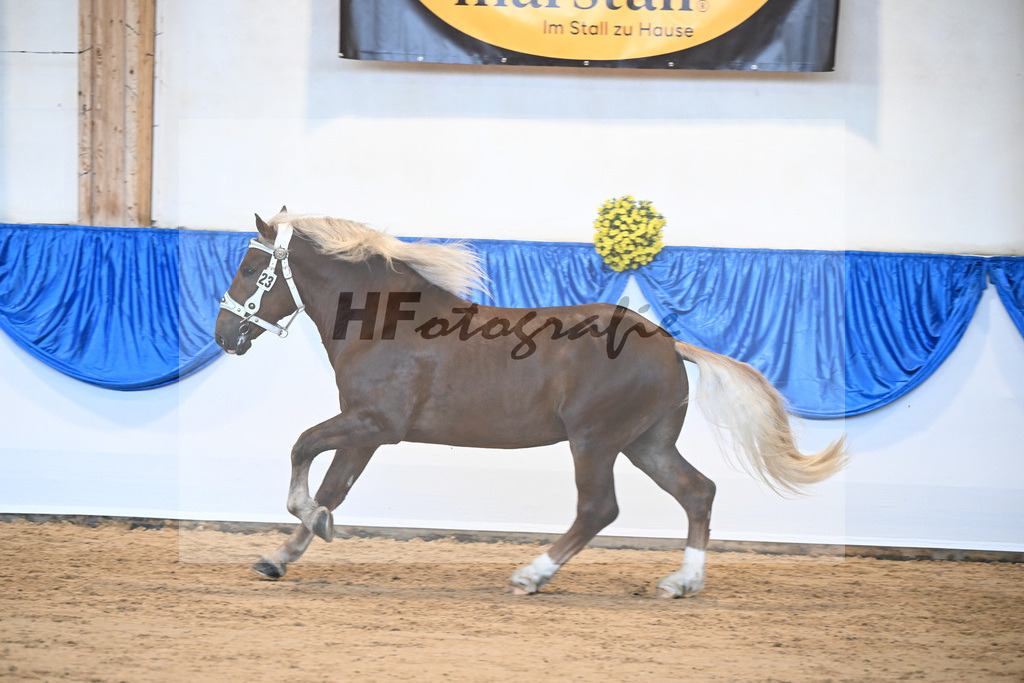Kat-Nr. 23 Sirius v. Sir Fuerstenberg_Siglbauer_39251147 | hf-fotografie - Realizzato con Pictrs.com