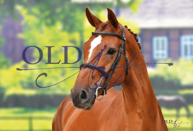 09 Cascada DE418180350718 HE-Rpf Comme il faut - Diamant de Semilly - Quick Star_a | <meta name="description" content="★Offizieller Merchandise und Foto-/Videostore des Oldenburger Verbandes.★ ✅Jetzt auch digital Ausdrucke erhältlich." />
<meta name="keywords" content="Merchandise Foto-/Videostore Oldenburger Verband Photographie 