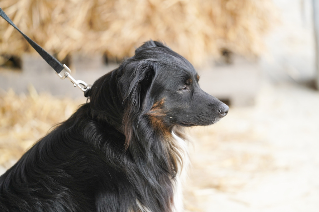 DSC05316 | Pferdegrafie