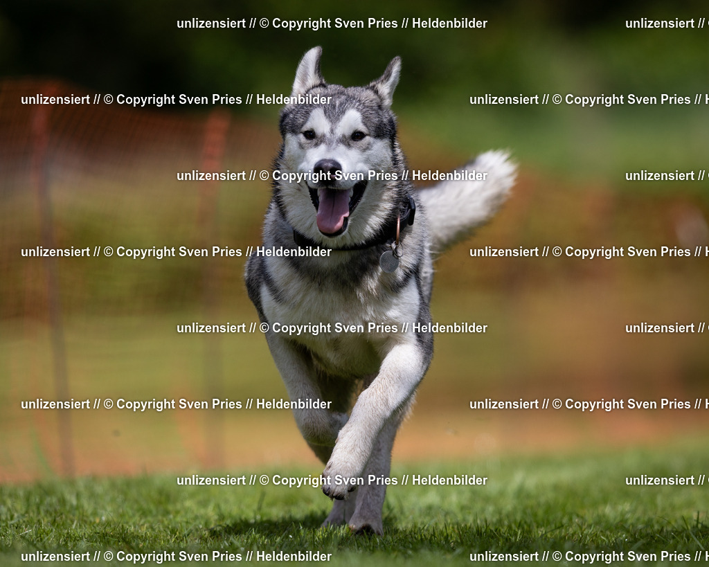 Sven Pries | 2024-04-21 - Hunderennen Baden-Oos
Foto: Sven Pries - Realisiert mit Pictrs.com