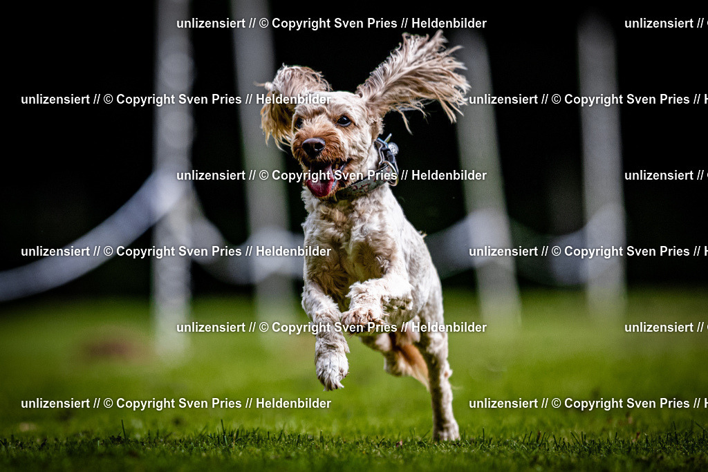 Sven Pries | 2025-10-03 - Hunderennen Obergrombach - Realisiert mit Pictrs.com