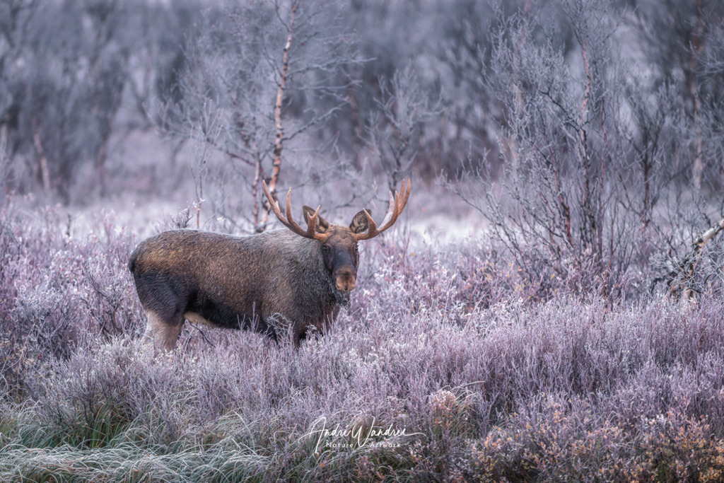 König der Taiga | Andre Wandrei - Nature Artworx - Realisiert mit Pictrs.com
