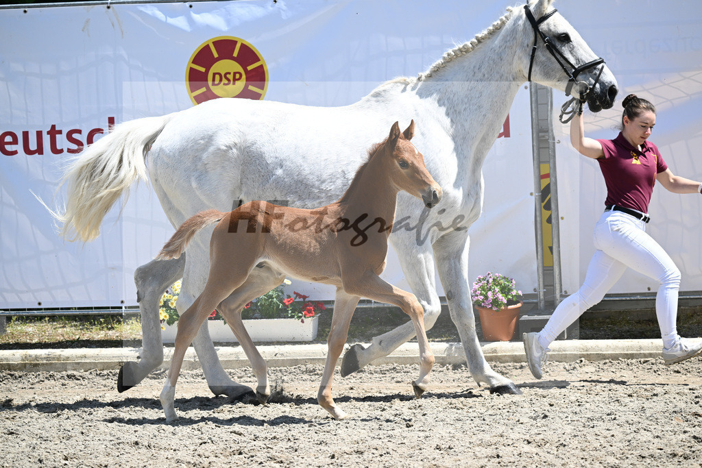 Kat-Nr. 32 HF Arezzo Gold_Ott_12230812 | hf-fotografie - Realizzato con Pictrs.com