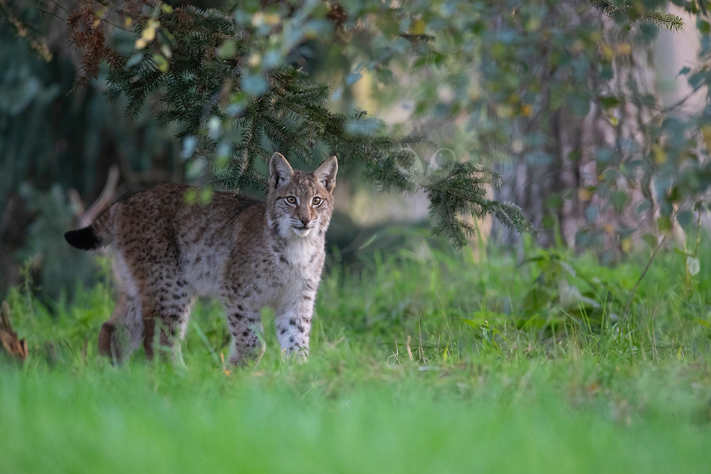 20191027172250 | Luchse sind Katzen und in Europa die größten Vertreter dieser Familie. Sie erreichen ungefähr die Größe eines Schäferhundes. Das Fell ist gefleckt, im Sommer ist es meistens rötlich braun und die Flecken sind stärker ausgeprägt. Im Winter wird das Fell dichter und wechselt hin zu einer eher bräunlich-grauen Färbung. - Realisiert mit Pictrs.com