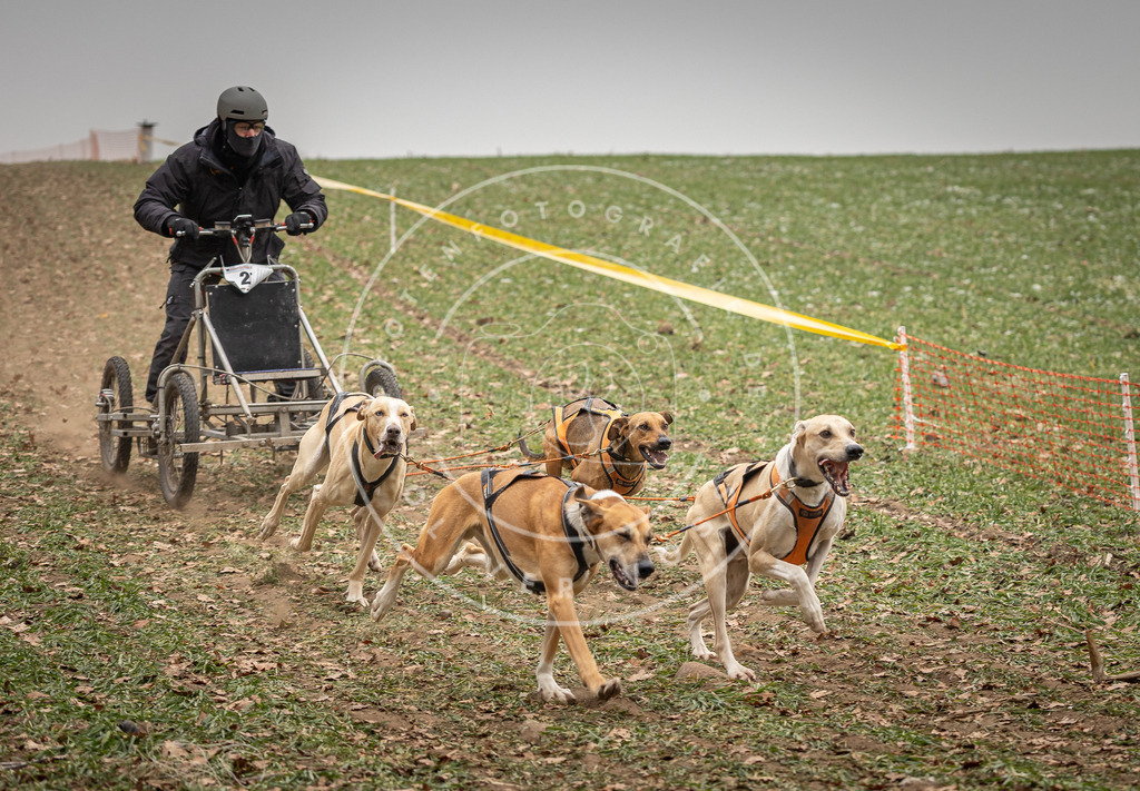 Pfotenfotografie_DV3A4360 | Hundefotografie, Tierfotograf, Pfotenfotografie, Fotoshooting Hund, Hunde Portrait, Hundesport, Hundeportraits, Heideshooting, Hunde, Sportfotograf, Hundefotograf, Turnierhundsport, THS,  - Realisiert mit Pictrs.com