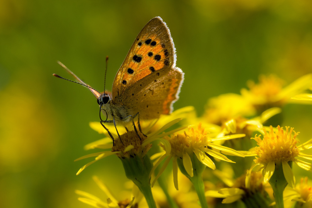 2023-196 | Kleiner Feuerfalter (Lycaena phlaeas). Obwohl der Kleine Feuerfalter zu den Bläulingen gehört, sind seine Vorderflügel auffällig orangerot gefärbt. - Realisiert mit Pictrs.com