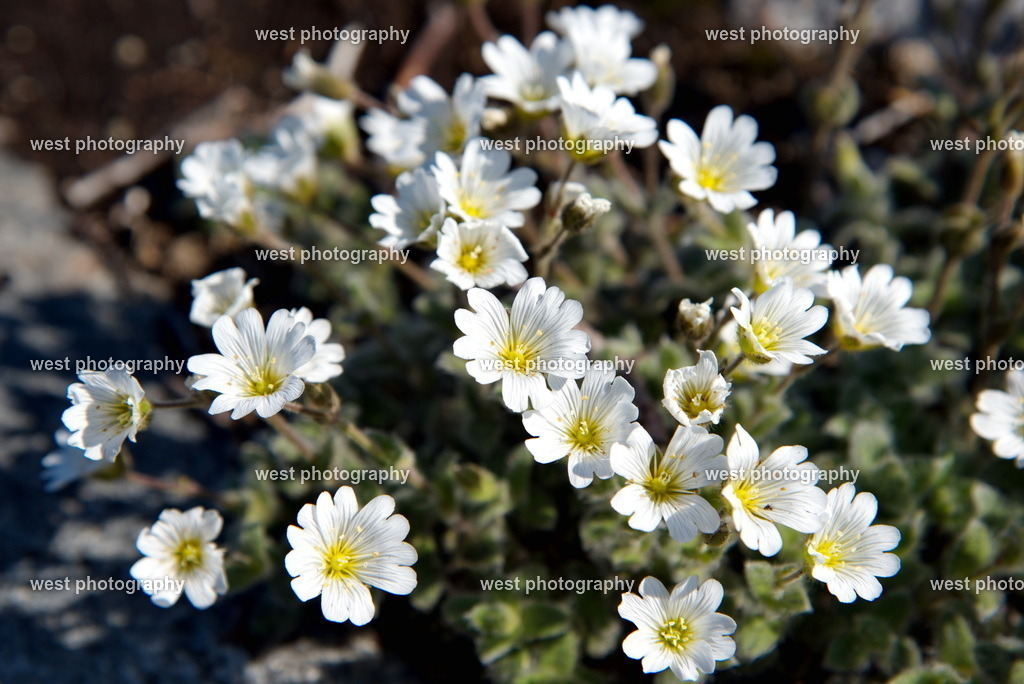 Icefjord Flowers - 2018 GNL | west photography - Realisiert mit Pictrs.com