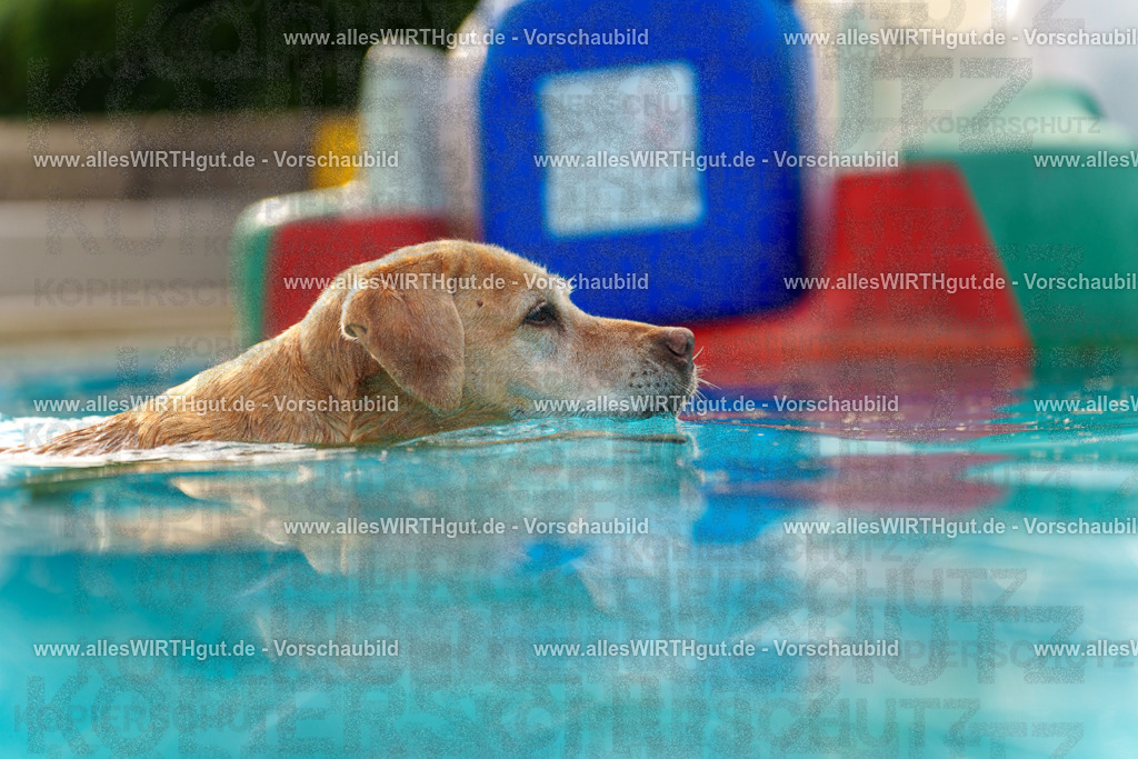Hundeschwimmen_Grefrath_2026-allesWIRTHgut_Tierfotografie-09_33-7R502359 | Professionelle Tierfotografie in Mönchengladbach von Daniel Wirth (allesWIRTHgut). Liebevolle & natürliche Bilder von Hunden & Katzen für unvergessliche Erinnerungen.