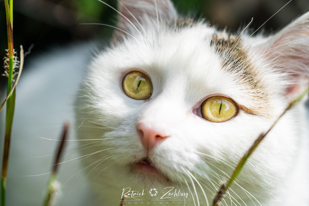 Cats-Zöchling (29) | Patrick Zöchling - Realisiert mit Pictrs.com