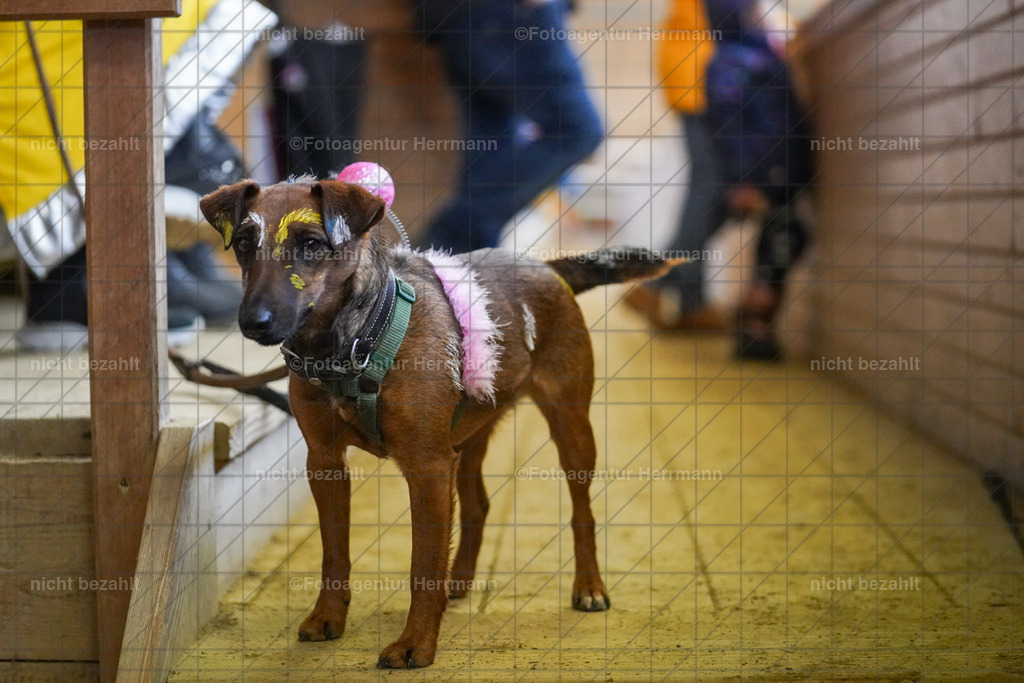 20240211-FAH01640 | Fotoagentur Herrmann, Pferdesport- und Hochzeitsfotografie, Turnierfotografen Bayern