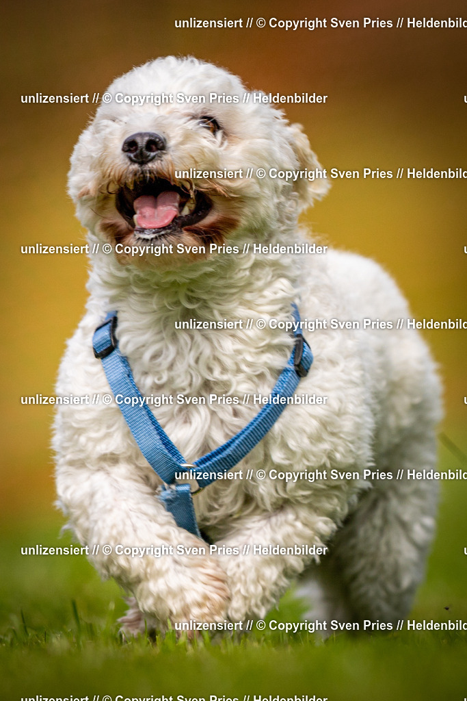 Sven Pries | 2024-09-22 - Hunderennen Baden-BadenPudelverein - Realisiert mit Pictrs.com