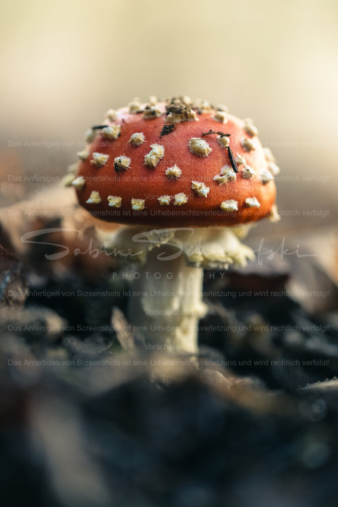 Fliegenpilz im Herbst | People- und Tierfotografie, Imageaufnahmen, Veranstaltungsfotografie und Wandbilder aus der Natur ★ Made in Germany ✔️ Druck + Downloads ✔️ Naturfotografie in Top Qualität ★ schneller Versand, weltweite Lieferung! - Realisiert mit Pictrs.com