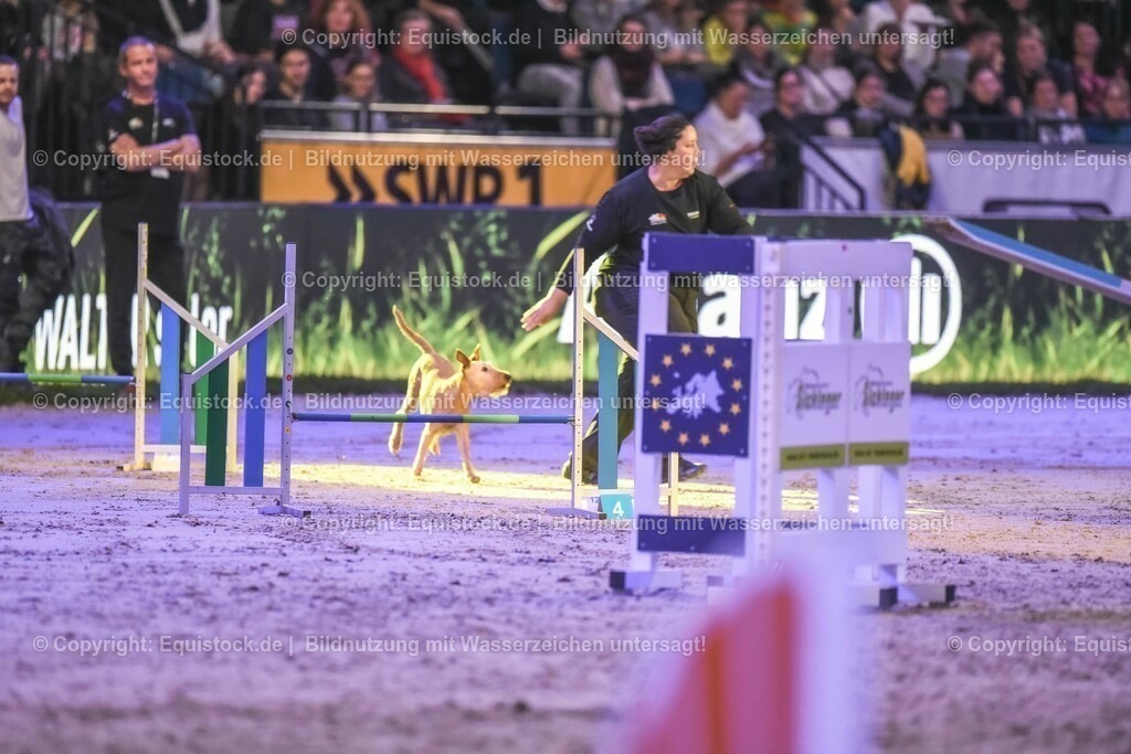 20231115_Dog-Agility_0113_TOMsPiC | Foto: Thomas Hartig