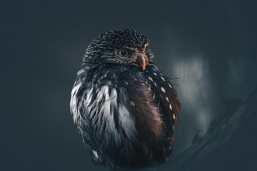 Sperlingskauz | Simone Sperber, svb-photography,Fotografin,Bilddesignerin,Naturfotografie,Macrofotografie,Tierfotografie,Wildtierfotografie,Ausstellungen,Auftragsfotografie,Kunst,Art,Photographer,Shootings,Bildberatbeitung,Galerie,Shop