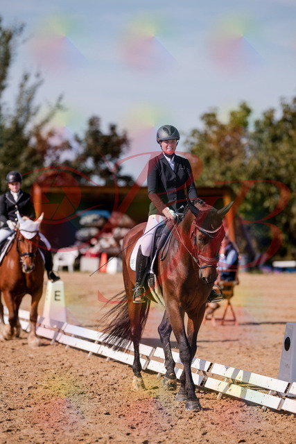 2026_10_03_Siefer-Hof_125937_Z81_50787219 | Professionelle Reitsport-, Turnier- und Eventfotografie von Robert Broda. Galerien mit ausgewählten und bearbeiteten Bildern direkt online ansehen und bestellen.