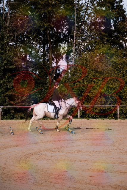 2026_10_03_Siefer-Hof_144156_Z81_14433520 | Professionelle Reitsport-, Turnier- und Eventfotografie von Robert Broda. Galerien mit ausgewählten und bearbeiteten Bildern direkt online ansehen und bestellen.
