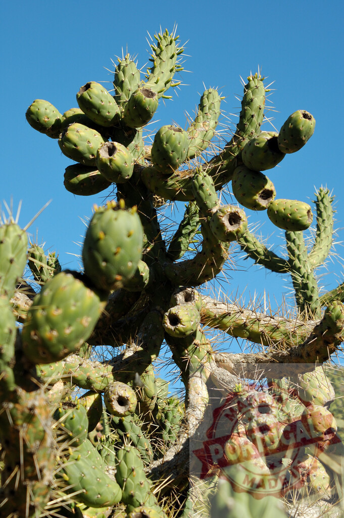 Prickly pear cactus growing against blue sky | Prickly pear cactus thriving in arid desert environment under a clear blue sky - Realisiert mit Pictrs.com