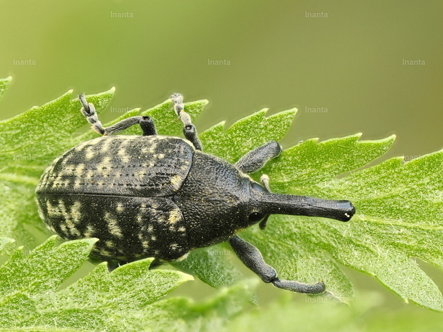 Großen Distelrüssler (Larinus sturnus) | Der Große Distelrüssler (Larinus sturnus) ist ein 10–15 mm großer, graubraun beschuppter Rüsselkäfer mit auffälliger Fleckung. Er gehört zur Familie der Rüsselkäfer und lebt vor allem an Disteln. –  – The Large Thistle Weevil (Larinus sturnus) is a 10–15 mm gray-brown weevil with distinctive spotting. It belongs to the weevil family and lives mainly on thistles. - Realisiert mit Pictrs.com